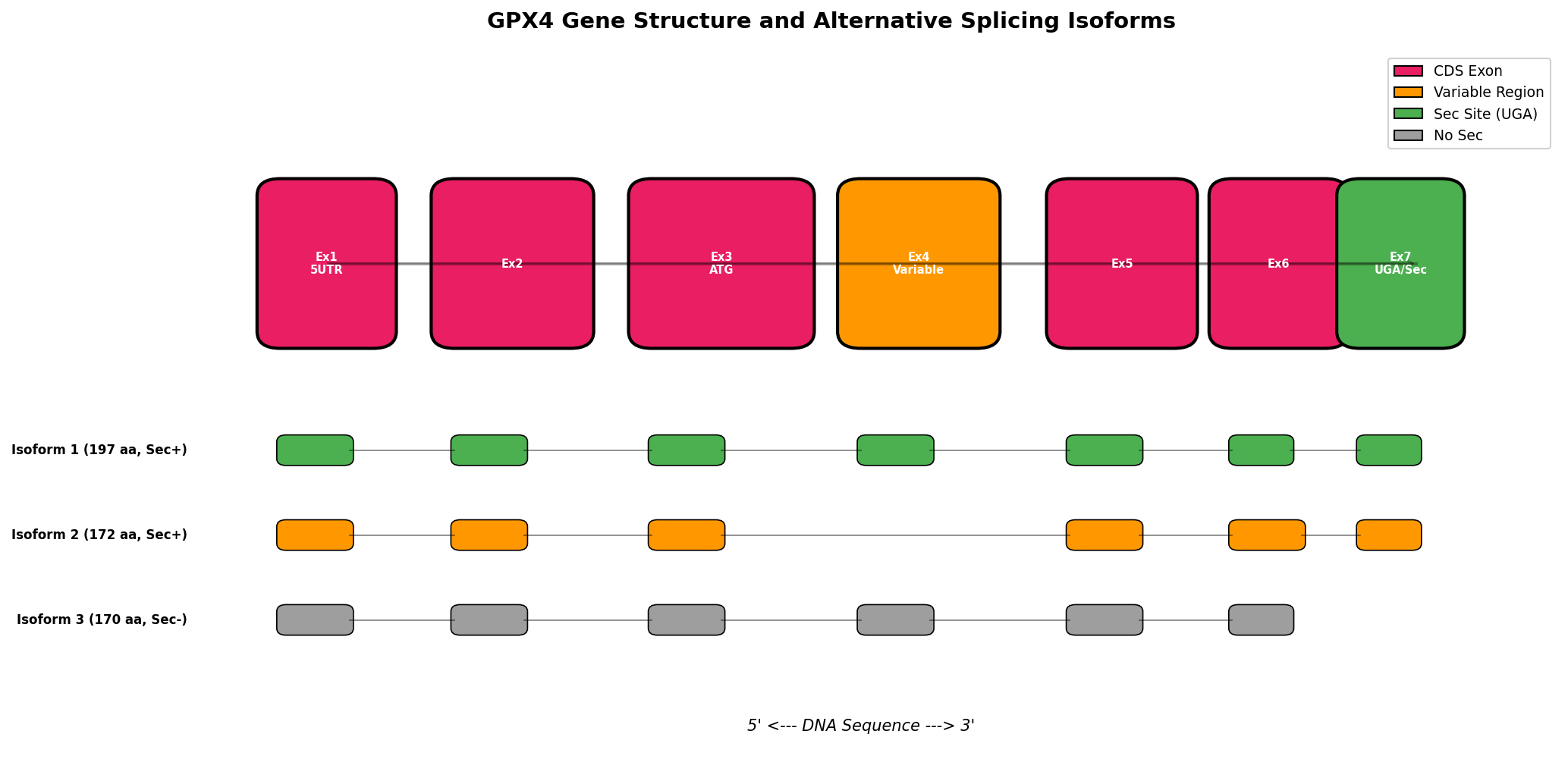 GPX4 Gene Structure